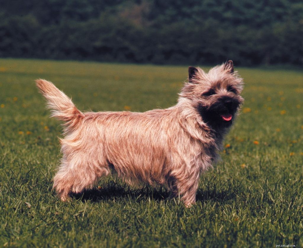 Cairn Terrier-puppy s