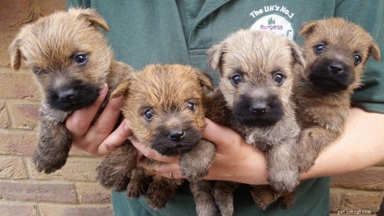 Cuccioli di Cairn Terrier