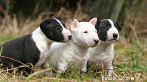 Filhotes de Bull Terrier