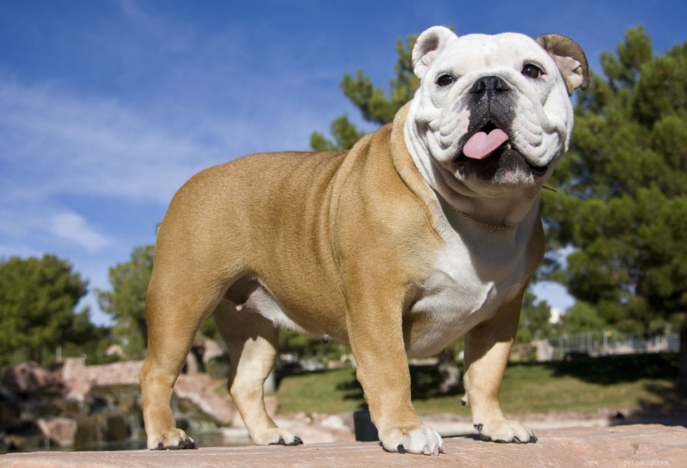 Bulldog-puppy s