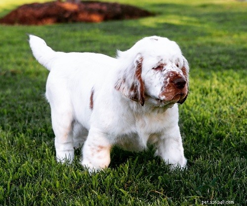 Chiots Clumber Spaniel