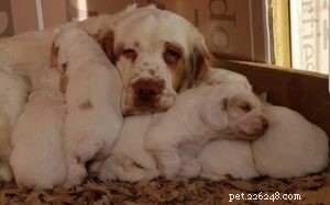 Chiots Clumber Spaniel