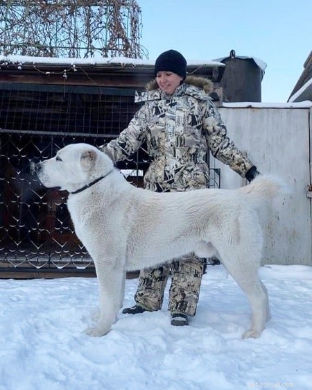 Cuccioli di pastore dell Asia centrale