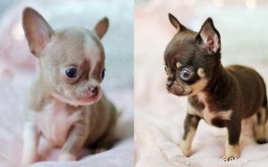 Chihuahua-puppy s