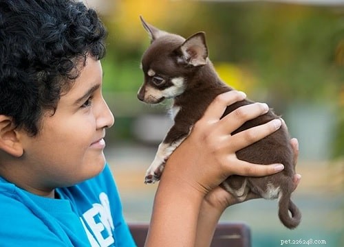 Chihuahua-puppy s