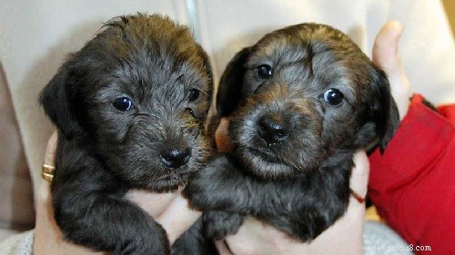 Filhotes de cachorro Cesky Terrier