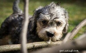 Dandie Dinmont Terrier-puppy s