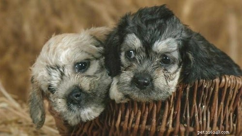 Dandie Dinmont Terrier-puppy s