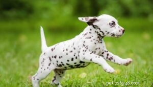 Dalmatische puppy s