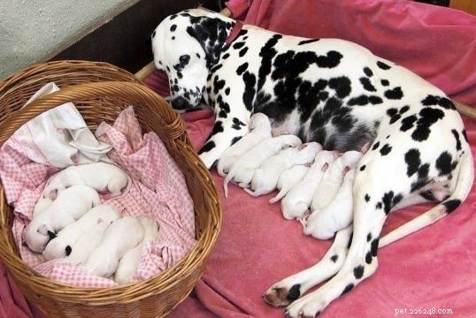 Dalmatische puppy s