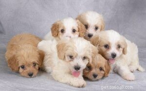 Cavachon Puppies
