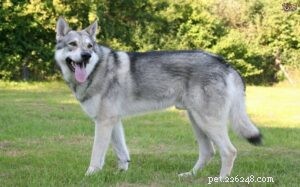 Saarloos Wolfdog Behavior