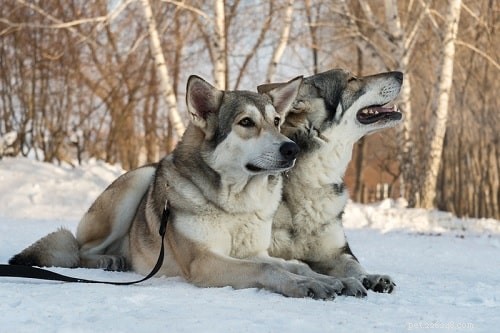 Поведение сарлосовской волчьей собаки