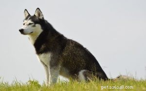 Siberian Husky Beteende