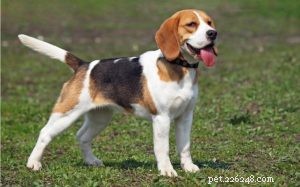Beagle-gedrag