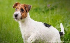 Jack Russell Terrier-gedrag
