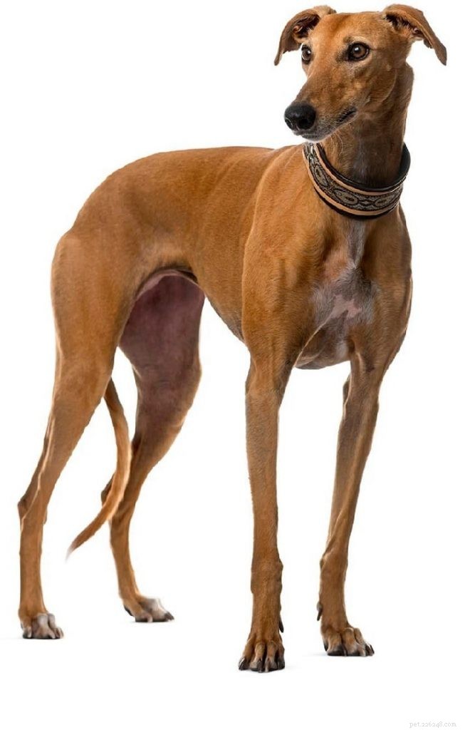 Greyhound Dog Beteende