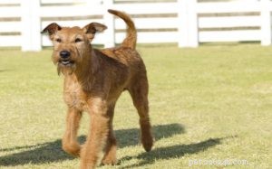 Airedale Terrier – hundbeteende