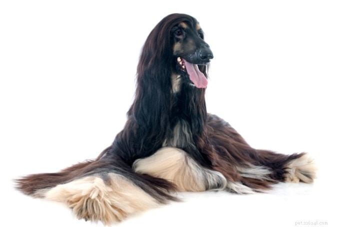 Afghansk hund – hundbeteende