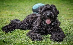 Black Russian Terrier Beteende
