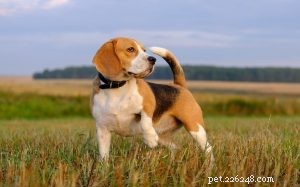 Engelse jachthond – hondengedrag