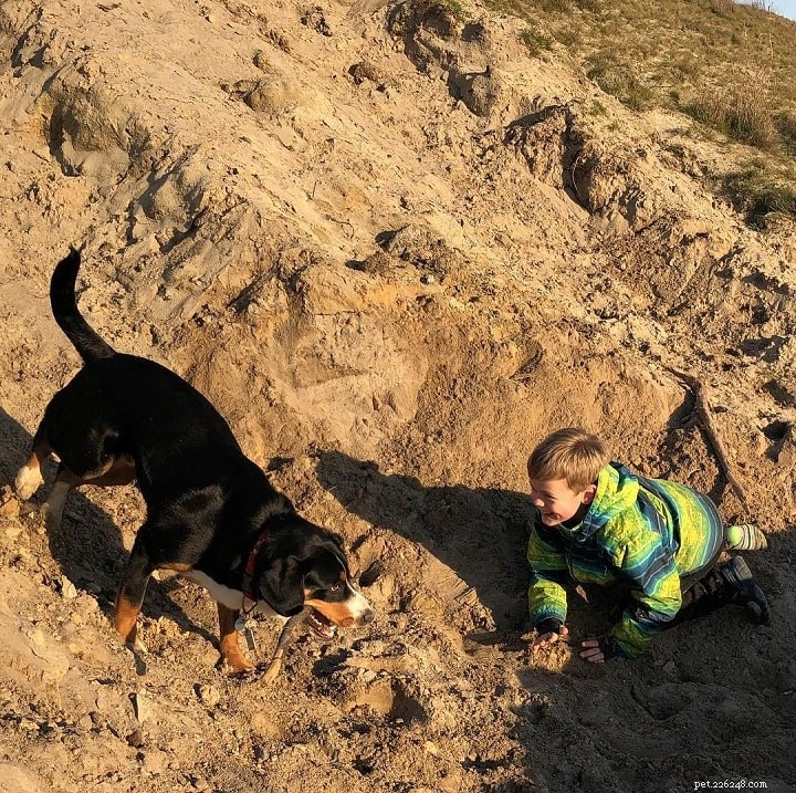 Entlebucher Mountain – Comportamento del cane
