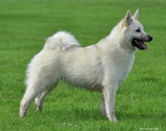 Norsk buhund – hundbeteende
