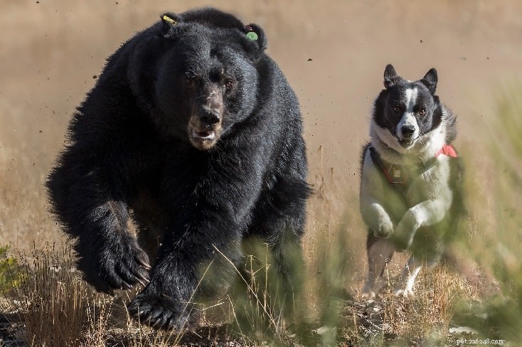 Chování karelského medvěda