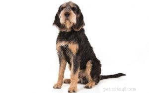 Otterhound temperament en persoonlijkheid