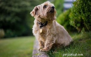 Norfolk Terrier Hondengedrag