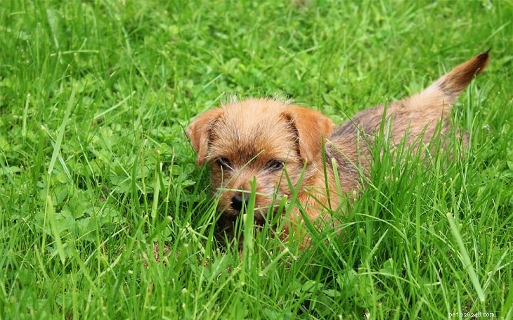 Norfolk Terrier Dog Beteende
