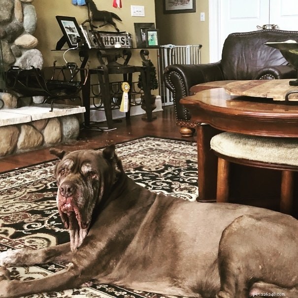 Neapolitansk mastiff – hundbeteende
