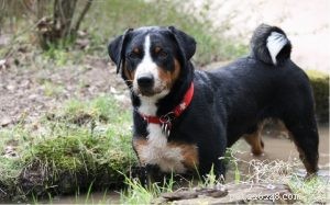 Comportement du Sennenhund d Appenzell