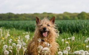 Norwich Terrier Dog Beteende