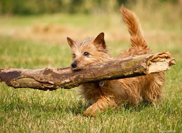 Norwich Terrier Dog Beteende