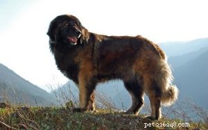 Estrela Mountain Dog-gedrag