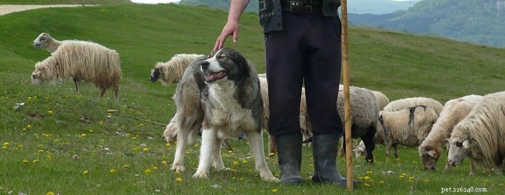 Chování rumunských mioritických ovčáků