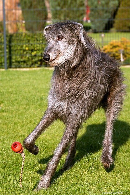Scottish Deerhound Beteende