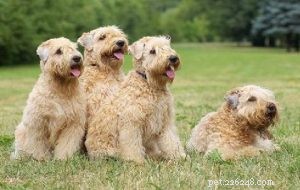Gedrag van Soft Coated Wheaten Terrier