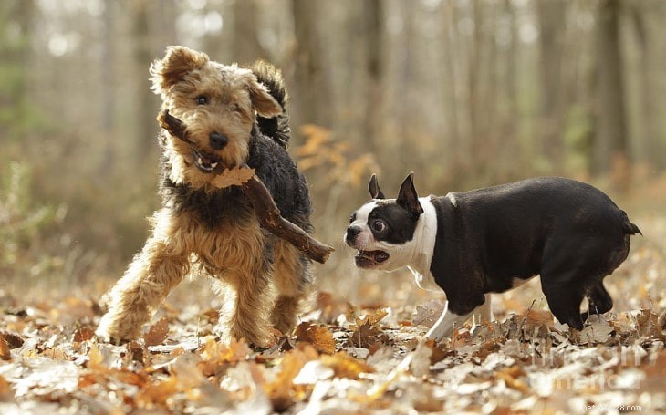Welsh Terrier-gedrag