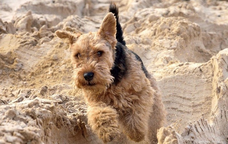 Welsh Terrier Beteende