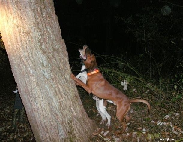 Comportamento do Redbone Coonhound