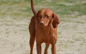 Redbone Coonhound Beteende