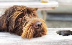 Wirehaired Pointing Griffon-gedrag