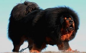 Chování tibetského mastifa