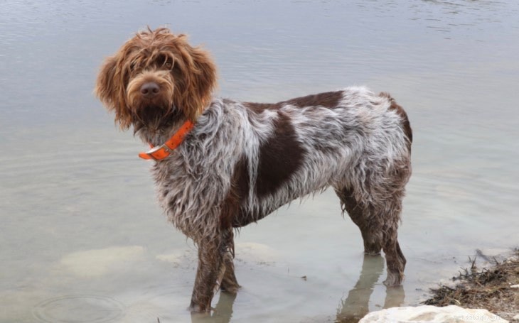 Wirehaired Pointing Griffon Behavior