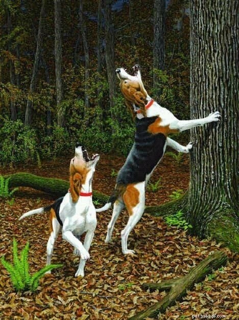 Treeing Walker Coonhound 행동 