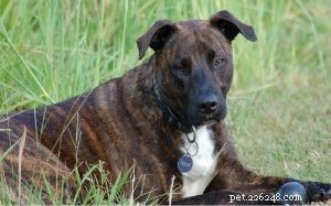 Arborescence Tennessee Brindle Comportement