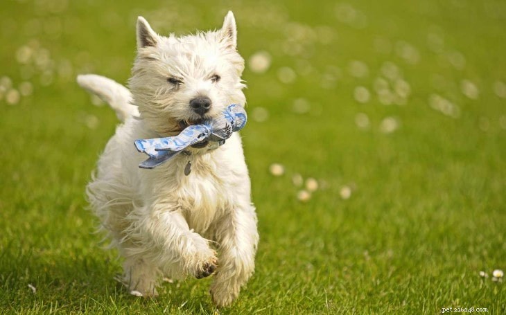 Comportement du West Highland White Terrier