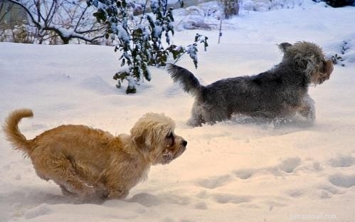 Dandie Dinmont Terriers beteende